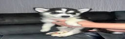 Siberian Husky dogs for sale: 8 Siberian Husky pups - Advert 6