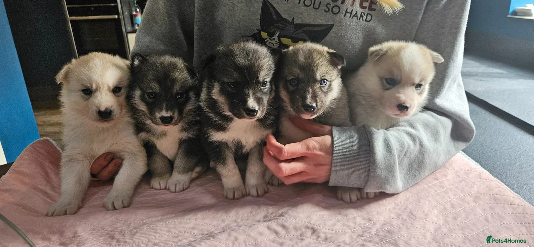 Siberian Husky dogs for sale: Stunning siberian husky puppies in Derby - Advert 1