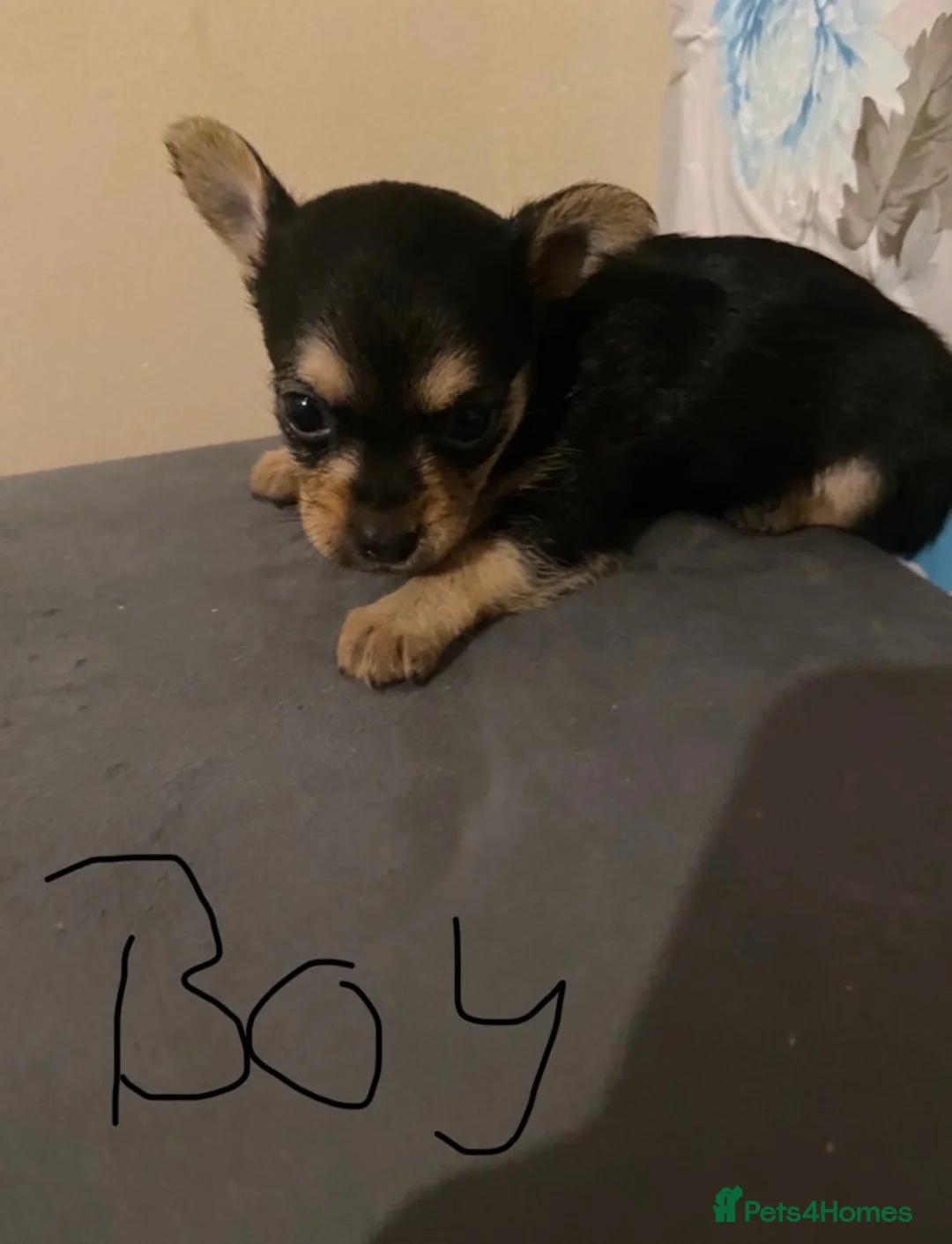 Chorkie dogs for sale: 3 Small beautiful Chorkie pups  - Advert 2
