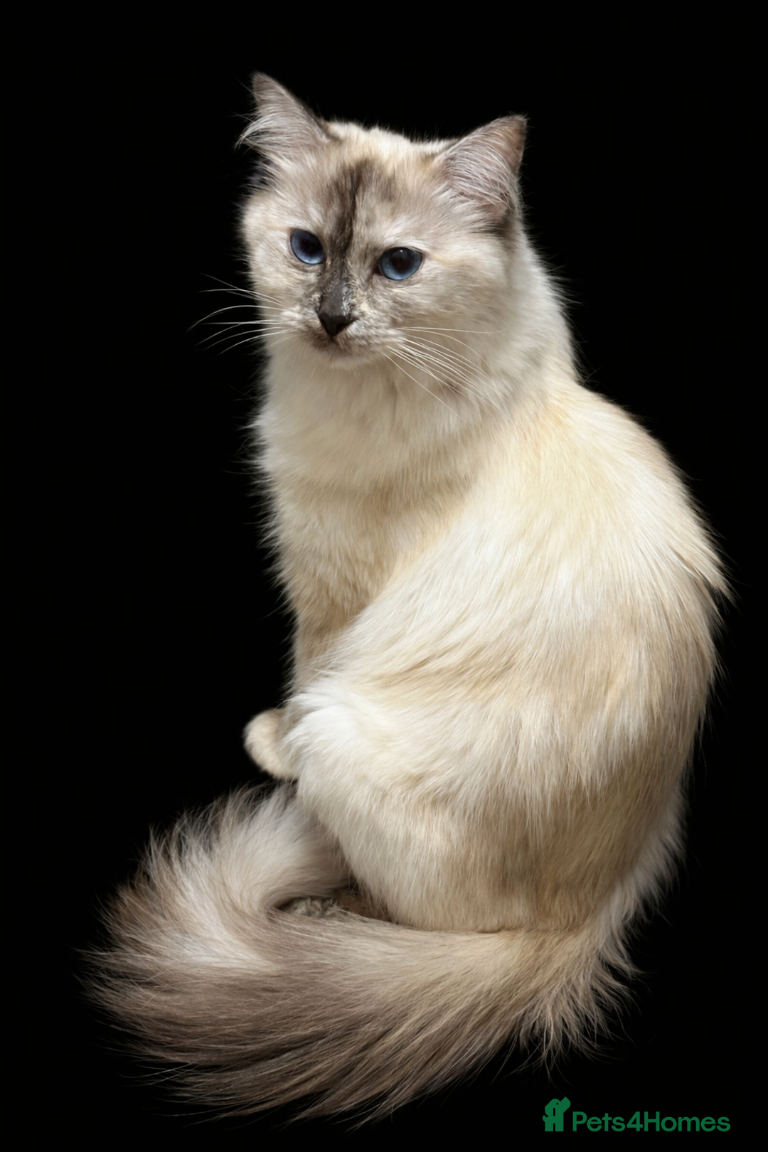 Mixed Breed cats for sale: Mixed kitten breed - Advert 13