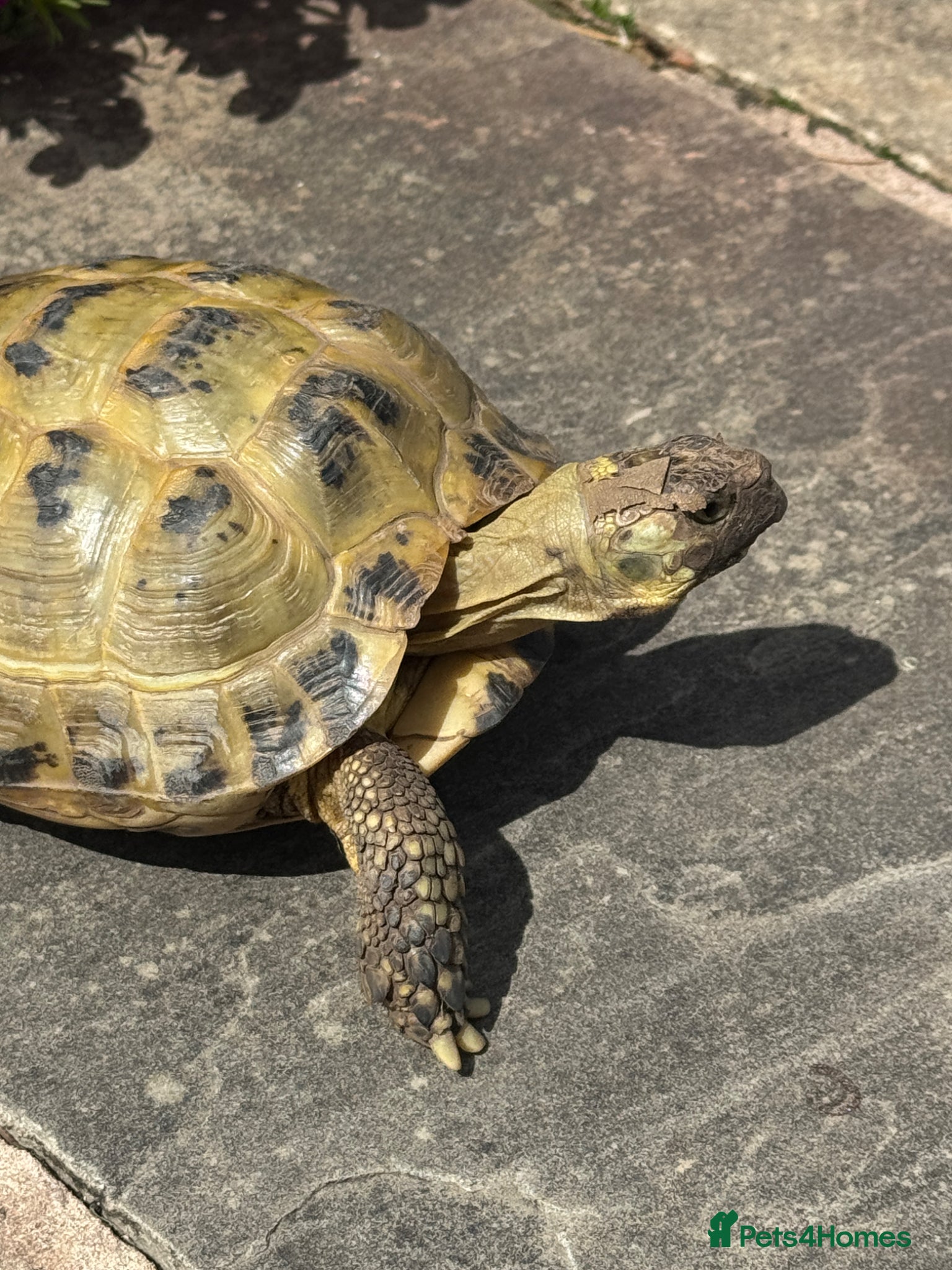 Tortoise reptiles Horsefield Tortoise  - Advert 14