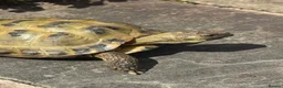 Tortoise reptiles for sale: Horsefield Tortoise  in Barnoldswick - Advert 1