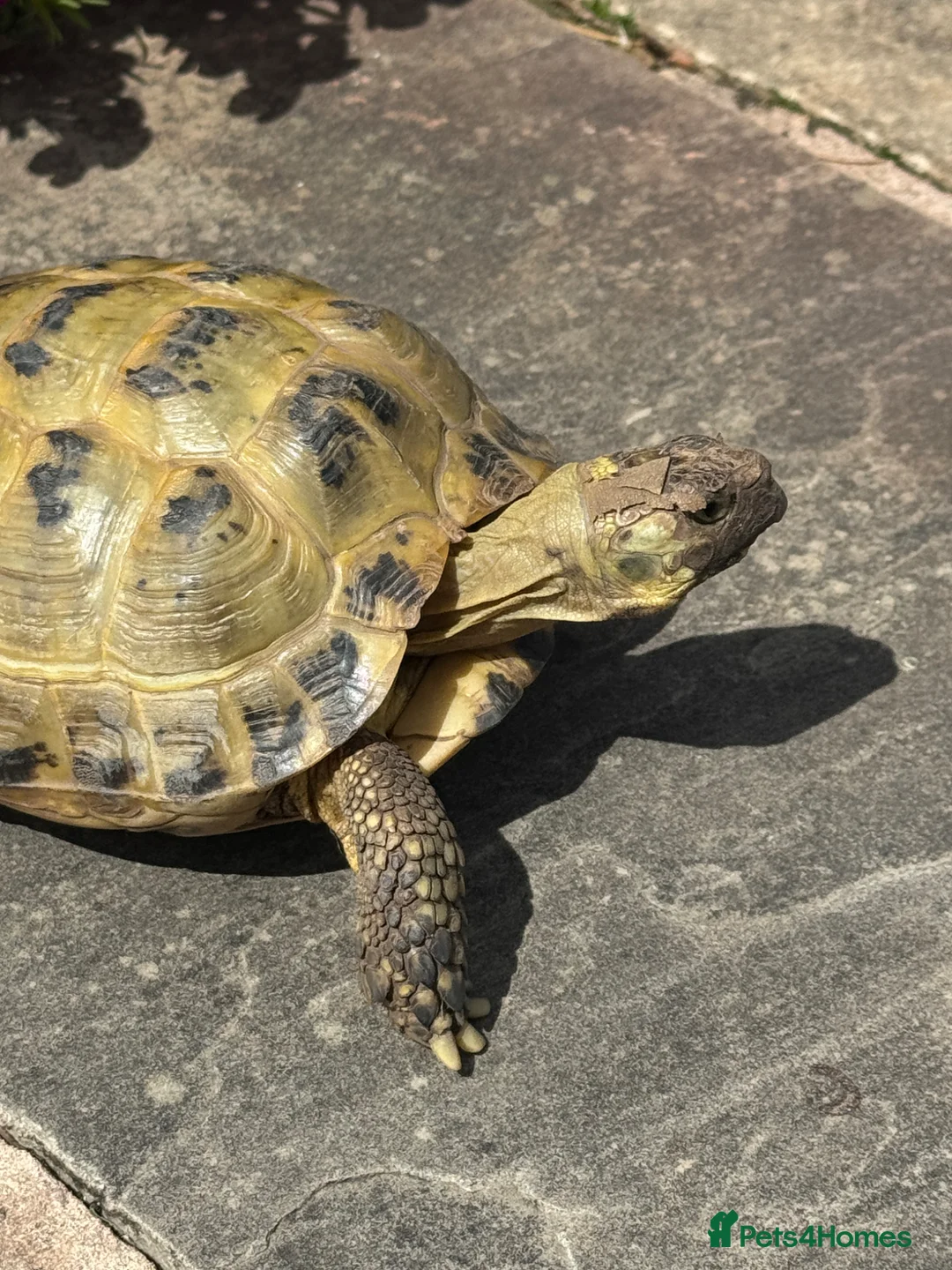 Tortoise reptiles for sale: Horsefield Tortoise  in Barnoldswick - Advert 1