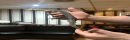 Monitor reptiles for sale: Asian water monitor  in Abergavenny - Advert 3