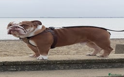 English Bulldog dogs for stud: Charlie  - Image 9