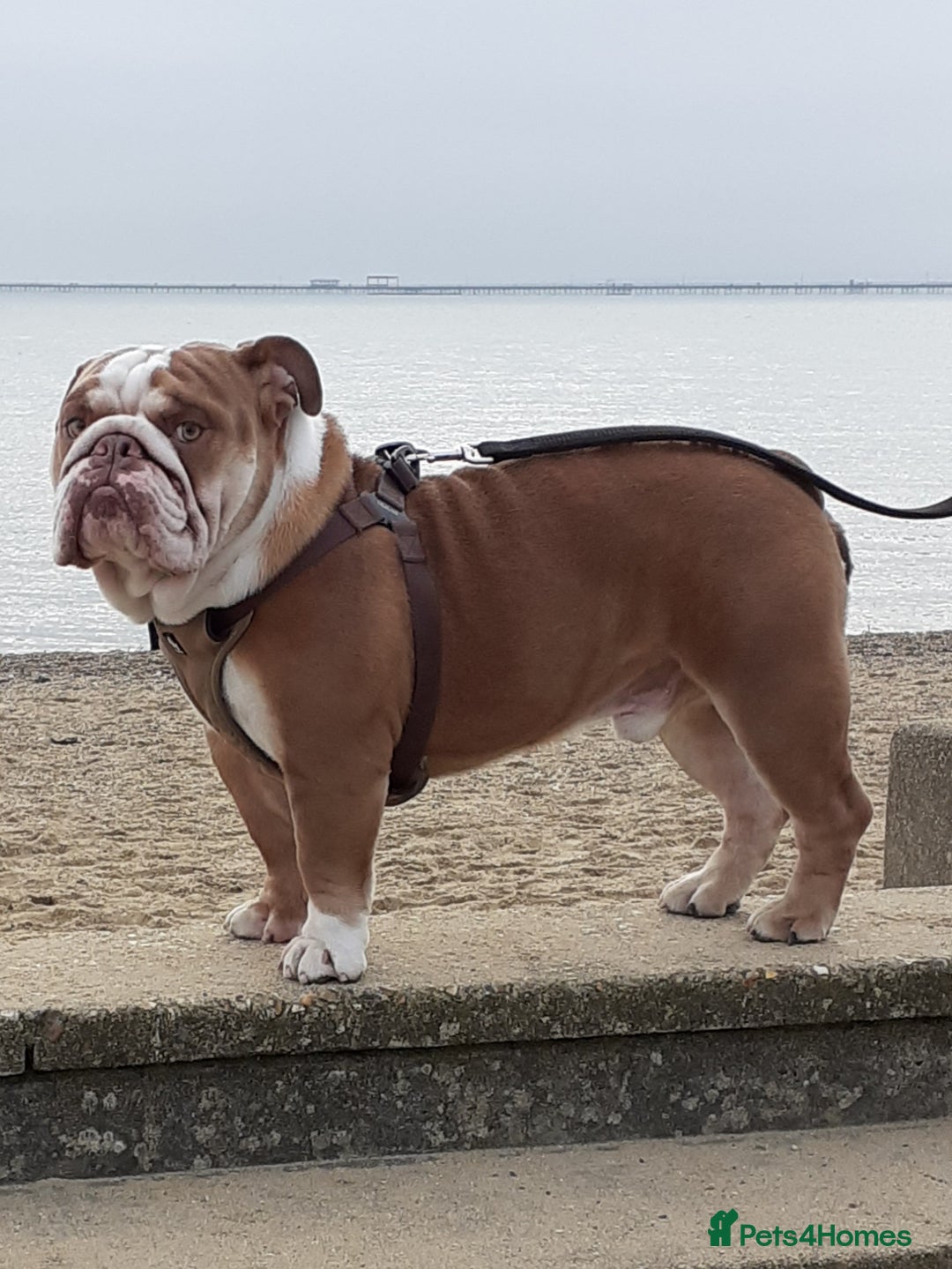 English Bulldog dogs for stud: Charlie  - Image 9