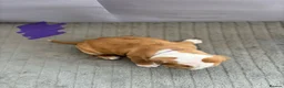 Olde English Bulldogge dogs for sale: olde English bulldog puppies - Advert 7