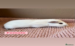 Guinea Pig rodents for sale: Young Guinea pigs  - Advert 9