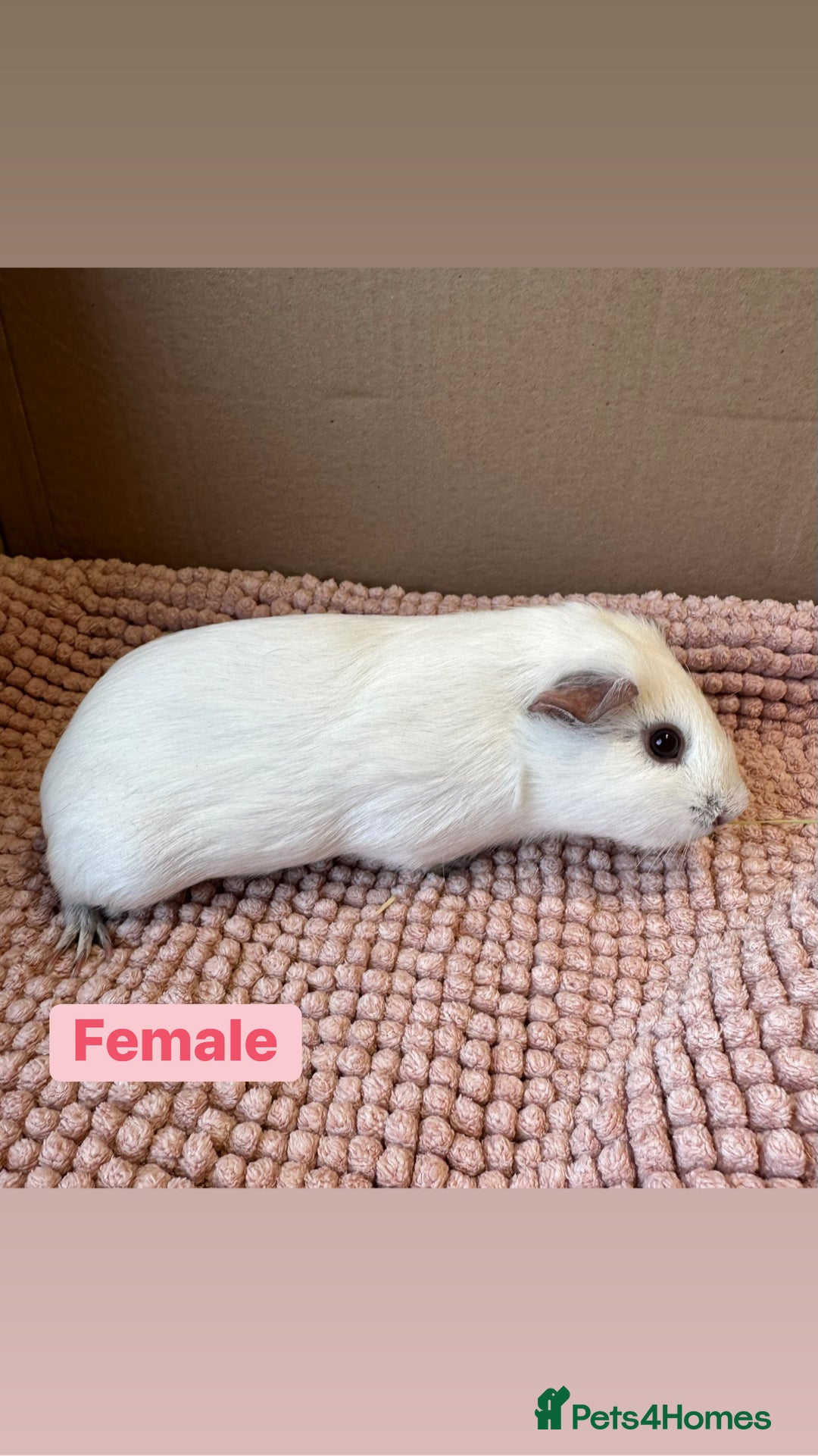Guinea Pig rodents for sale: Young Guinea pigs  - Advert 9