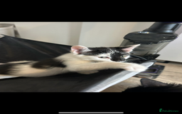 British Longhair cats for sale: Adorable male kitten still looking for a home - Image 5