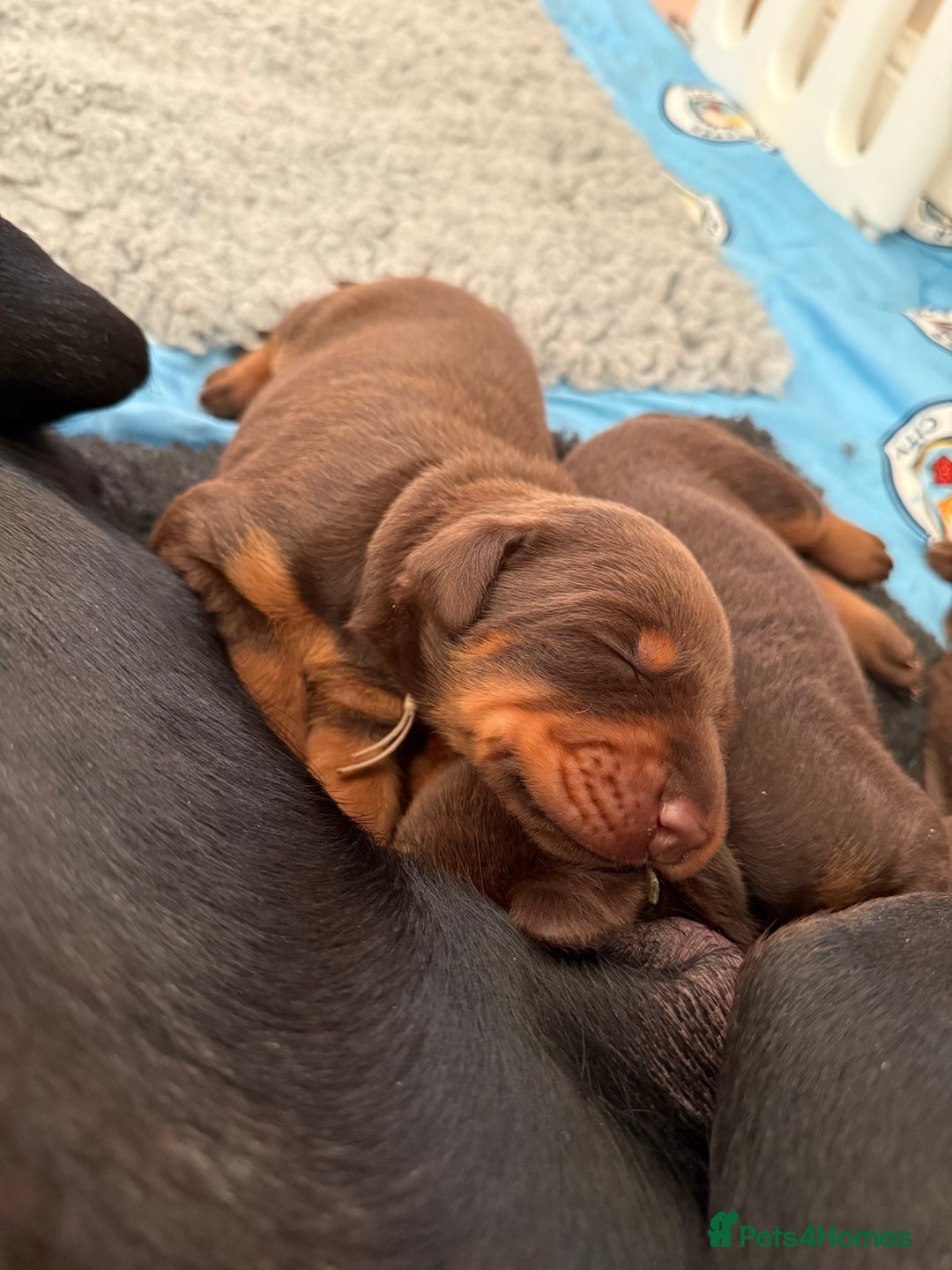 Dobermann dogs for sale: OUSTANDING DOBERMAN PUPS - READY MID FEB - Advert 11