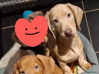 Miniature Dachshund dogs Miniature Dachshund Pups **READY NOW. 3 BOYS LEFT* - Advert 5