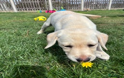Labrador Retriever dogs for sale: KC Registered+Health checked Labrador puppies! in Rotherham - Image 10
