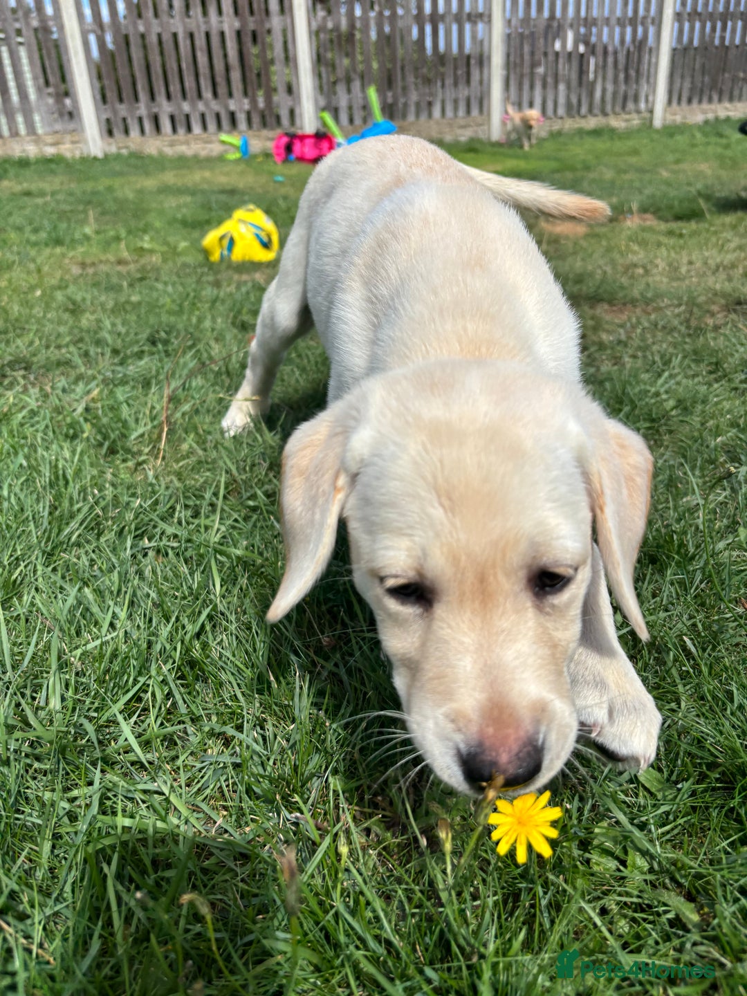 Labrador Retriever dogs for sale: KC Registered+Health checked Labrador puppies! in Rotherham - Image 10