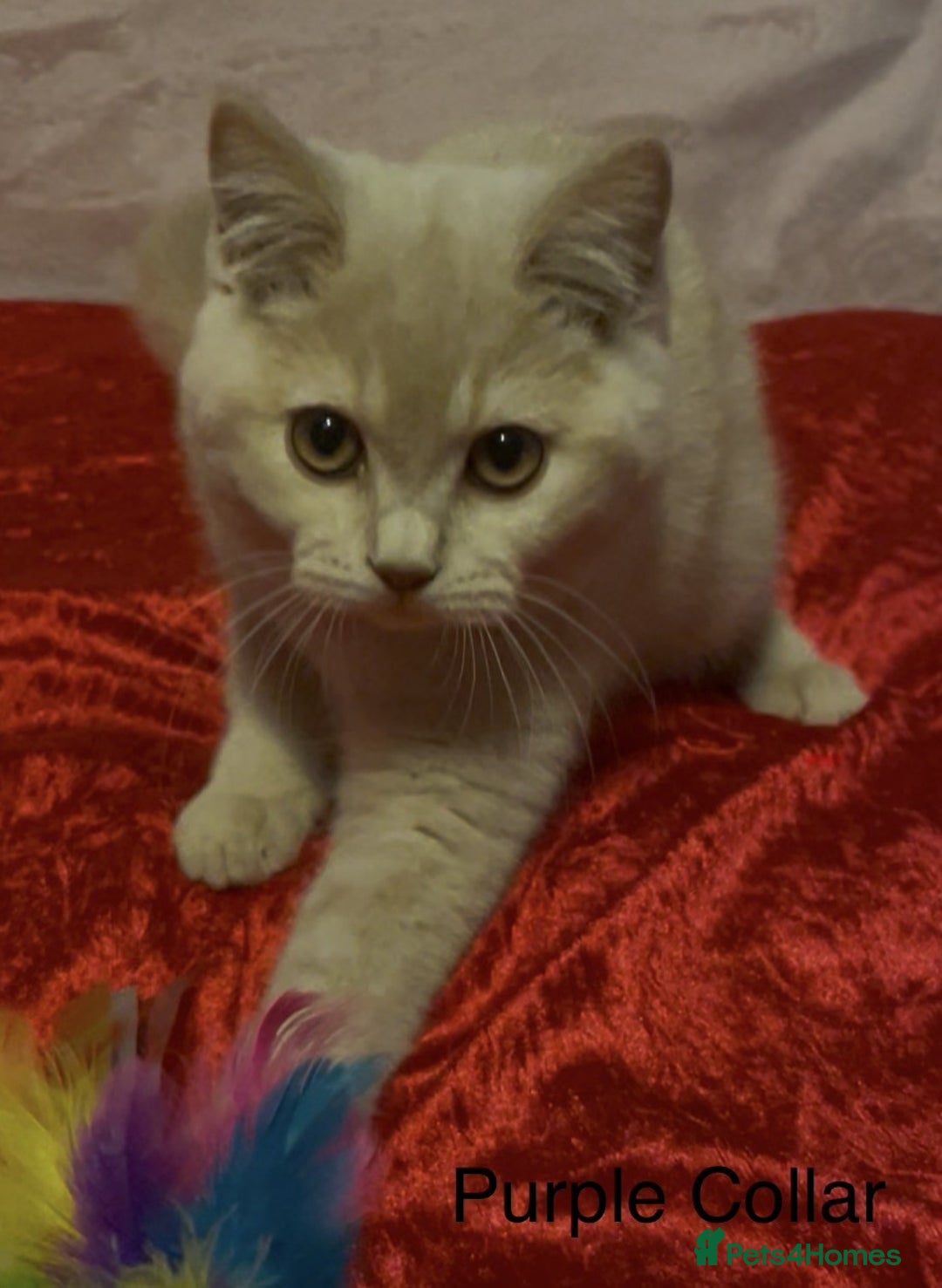 British Shorthair cats for sale: Gorgeous, Playful, Friendly Cream BSH Girl Kittens - Advert 5