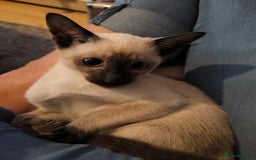 Siamese cats for sale: Siamese girl - Image 3