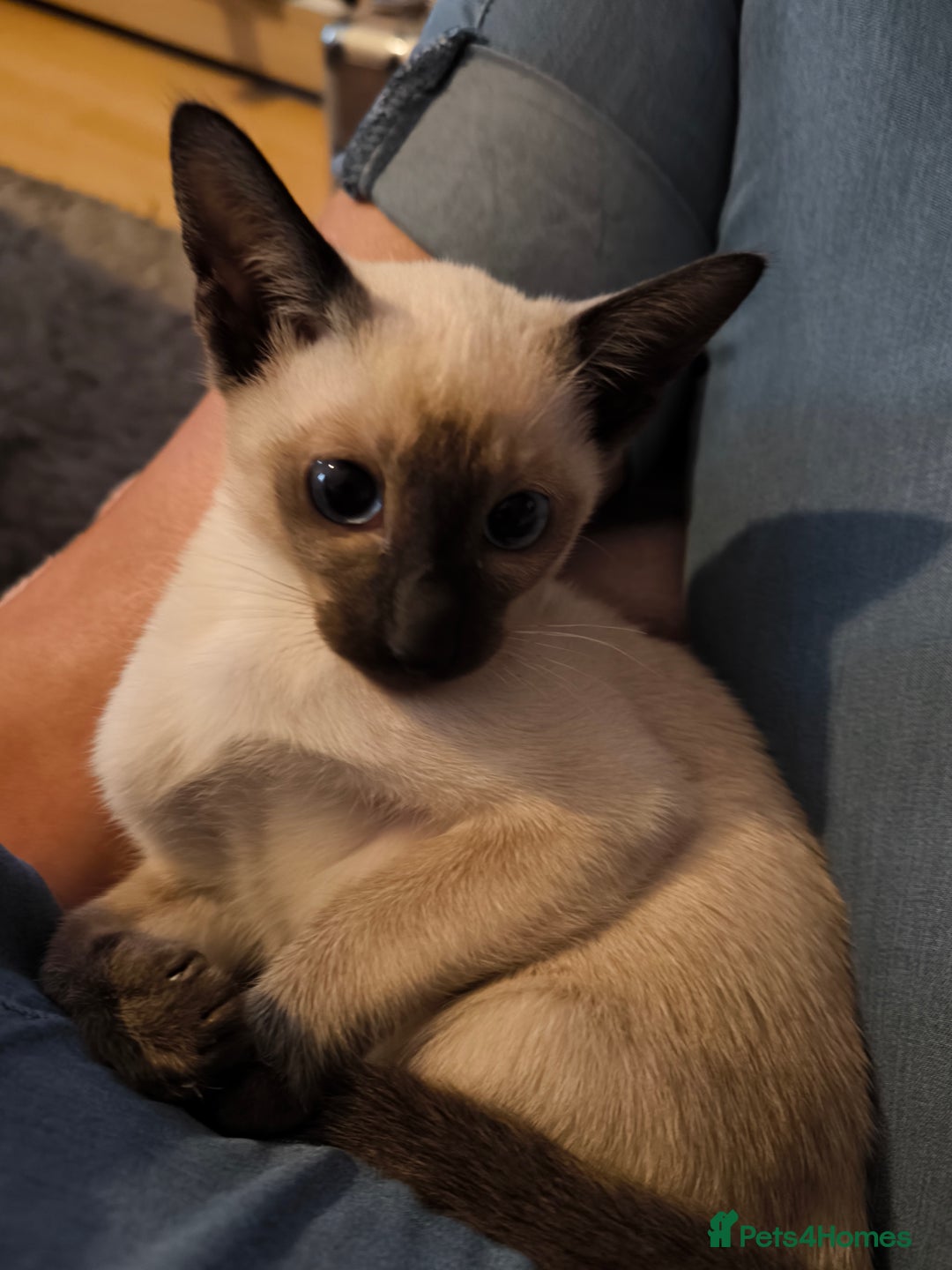 Siamese cats for sale: Siamese girl - Image 3