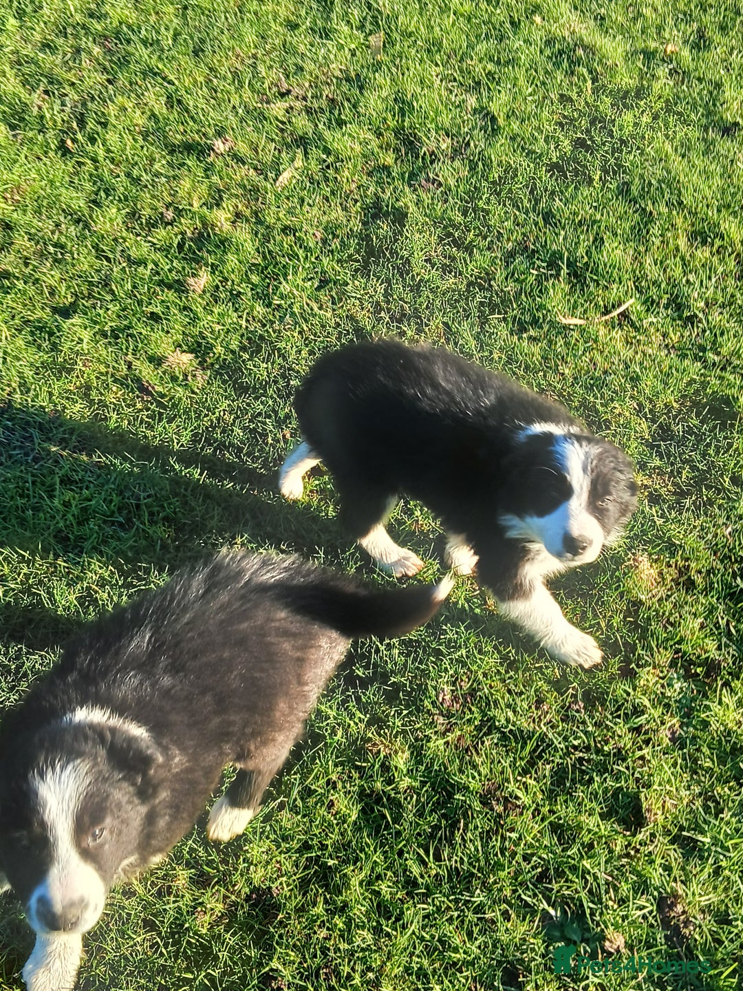 Border Collie dogs for sale: Long coated traditional border collie pups - Advert 10