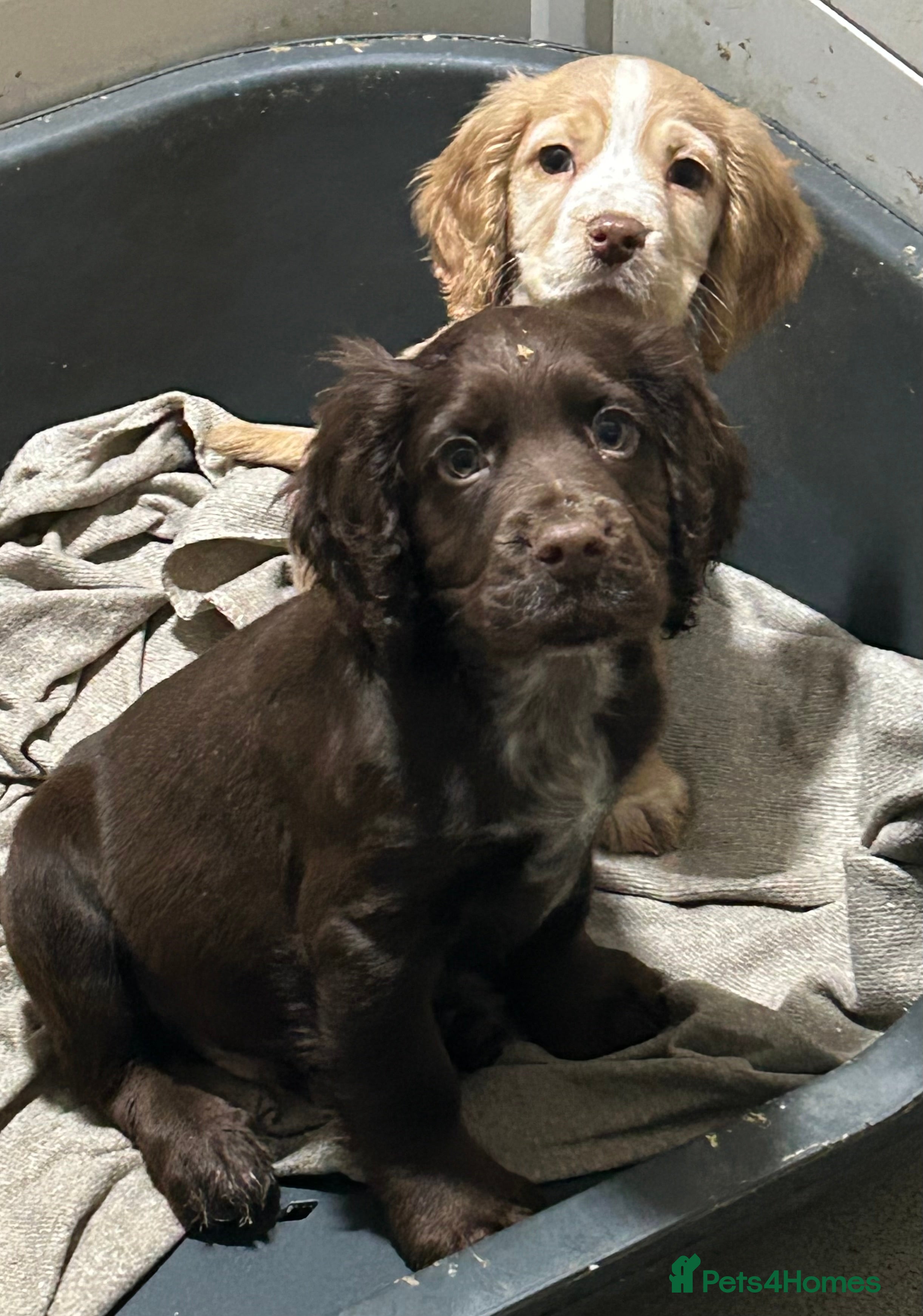 Cocker Spaniel dogs Health Tested KC Registered Working Cocker Spaniel - Advert 16