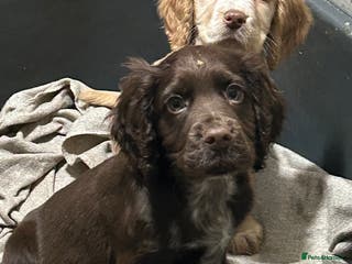 Cocker Spaniel dogs Health Tested KC Registered Working Cocker Spaniel - Advert 16