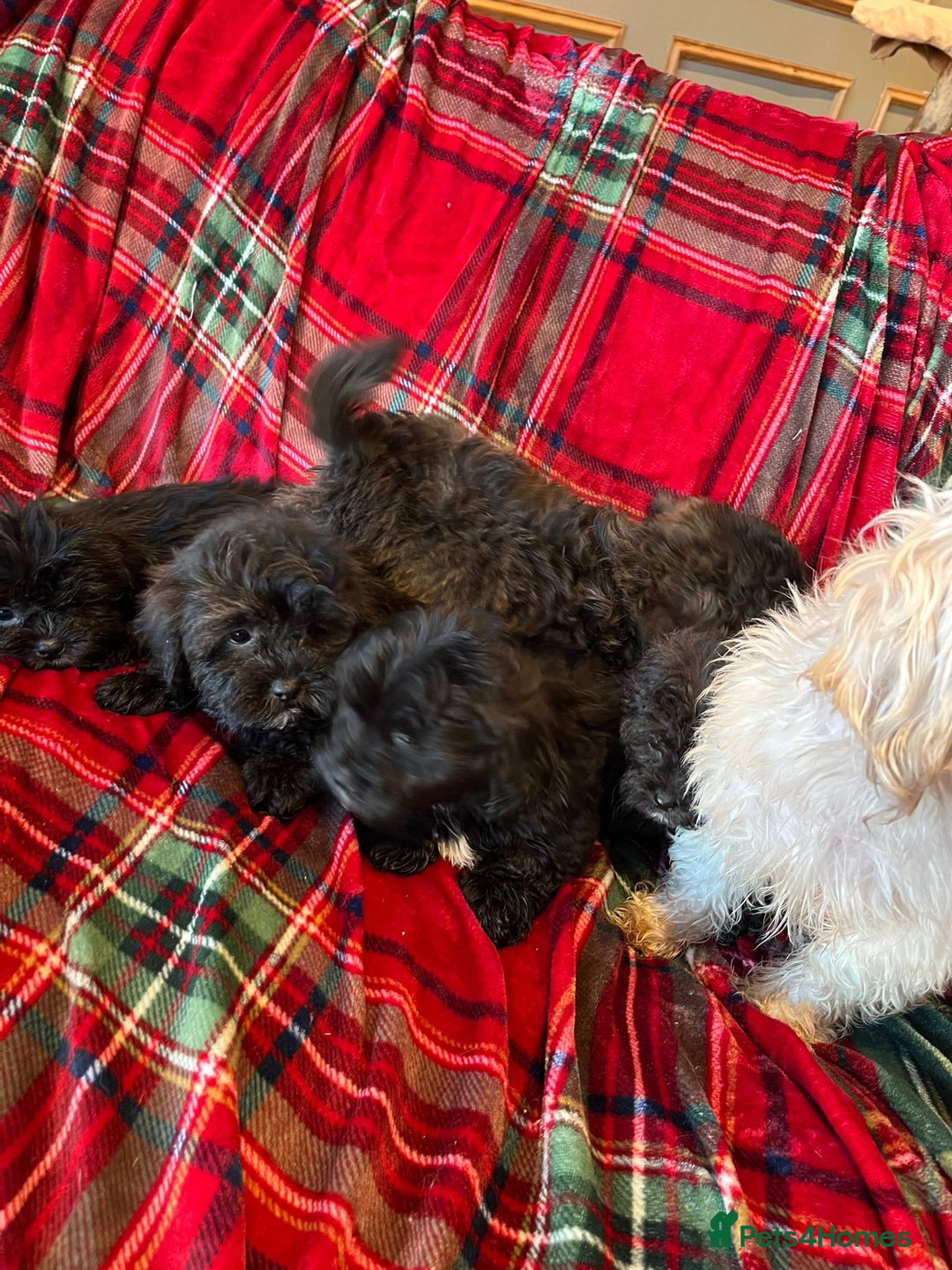 Shihpoo dogs for sale: Shihpoo - Advert 5