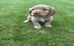 Cocker Spaniel dogs for sale: Cocker spaniel puppies - Image 1
