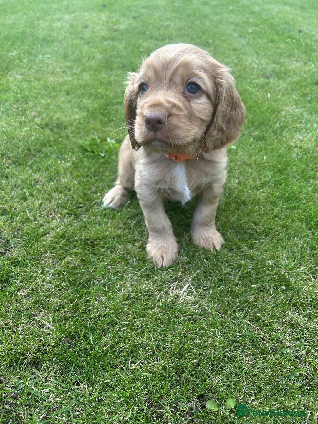 Cocker Spaniel dogs for sale: Cocker spaniel puppies - Image 1