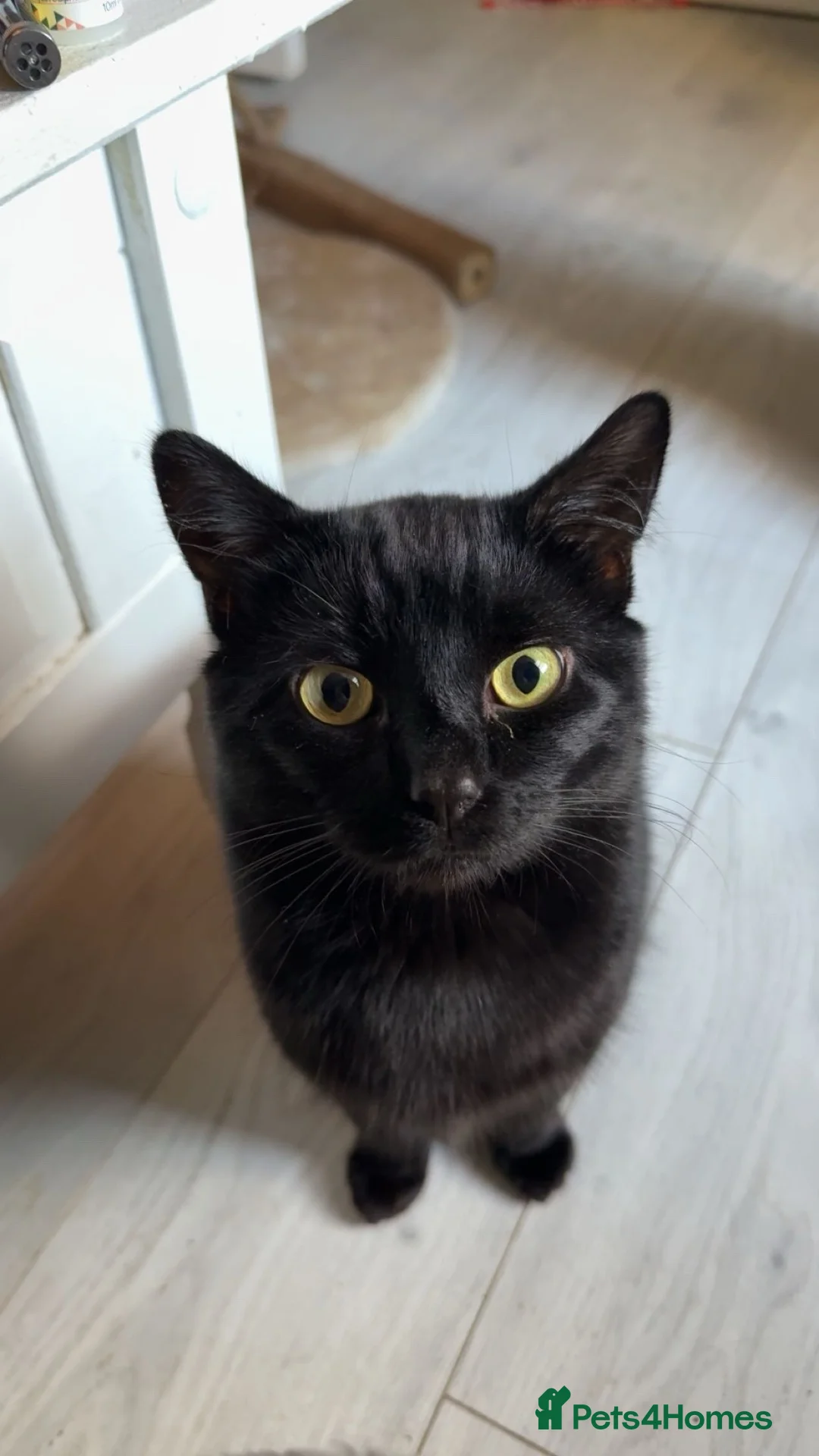 Mixed Breed cats for sale: 3 adult cats for rehome  in Weymouth - Advert 6