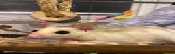 Sugar Glider rodents for sale: Kiwi and Lychee in Leatherhead - Advert 3