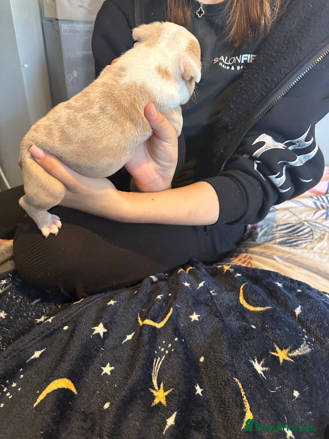 American Bully dogs for sale: ABKC REGISTERED Pocket Exotic/Extreme Bully PUPS! - Image 27