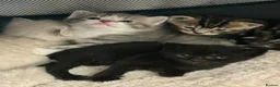 Mixed Breed cats for sale: 5 beautiful kittens  - Advert 28