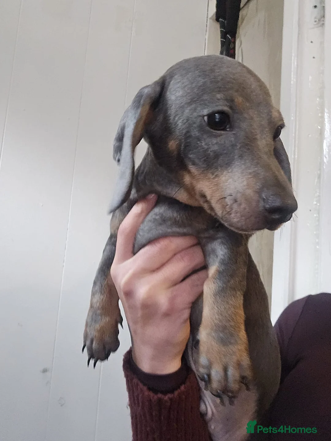 Miniature Dachshund dogs for sale: Miniature dachshund  in Bolton - Advert 11