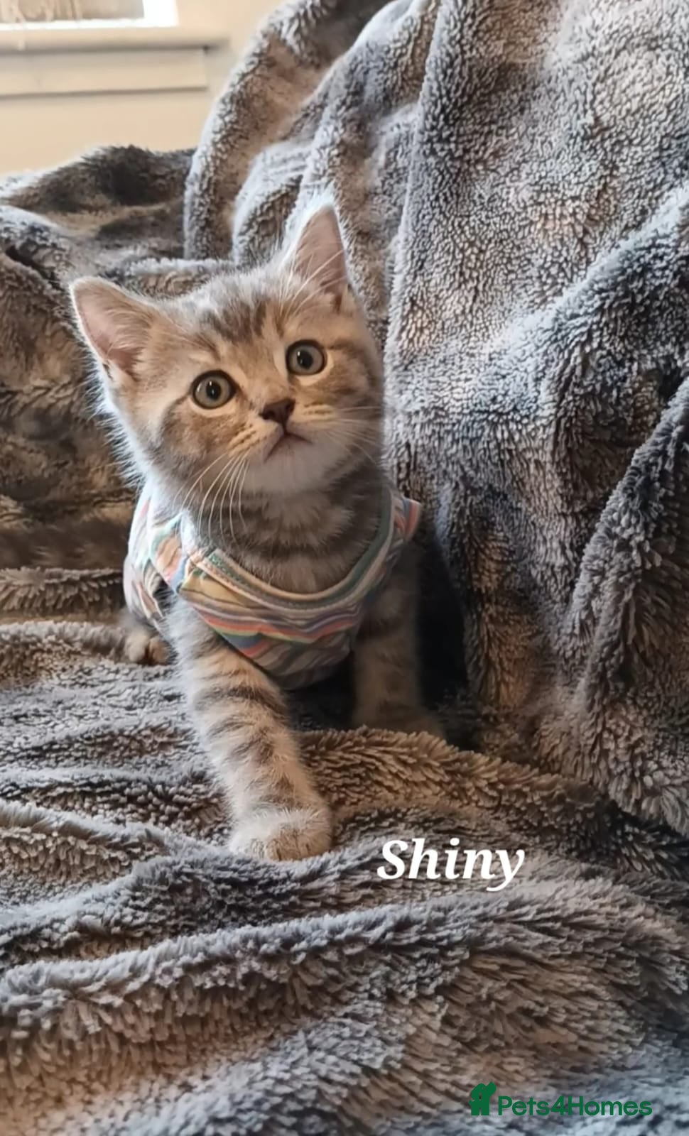 British Shorthair cats British shorthair babies  - Advert 18