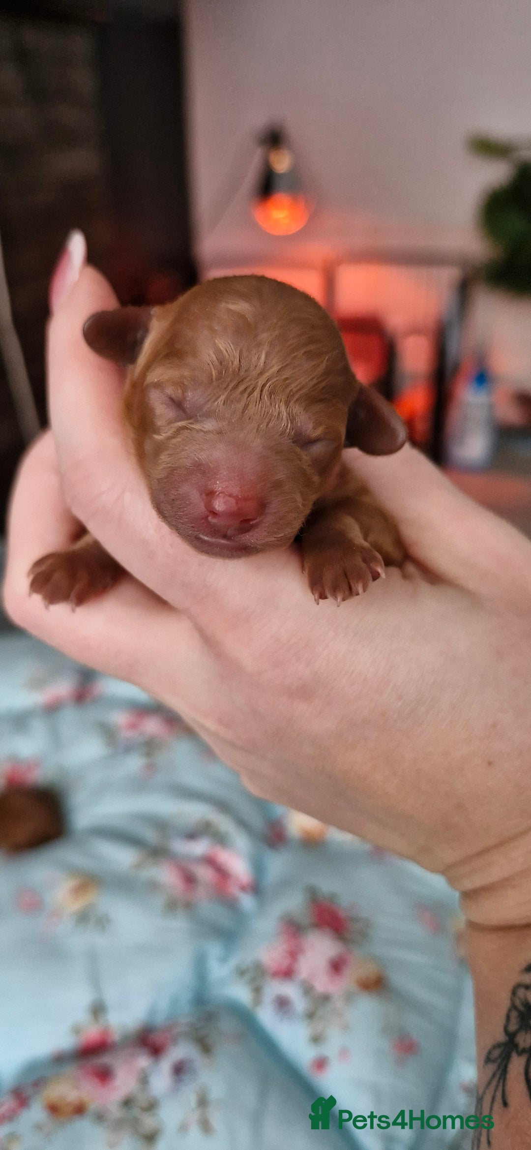 Toy Poodle dogs for sale: Red tiny Toy Poodles GIRLS  - Advert 7