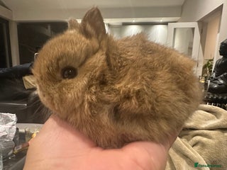 Netherland Dwarf rabbits Cute bunnies award winning parents - Advert 1