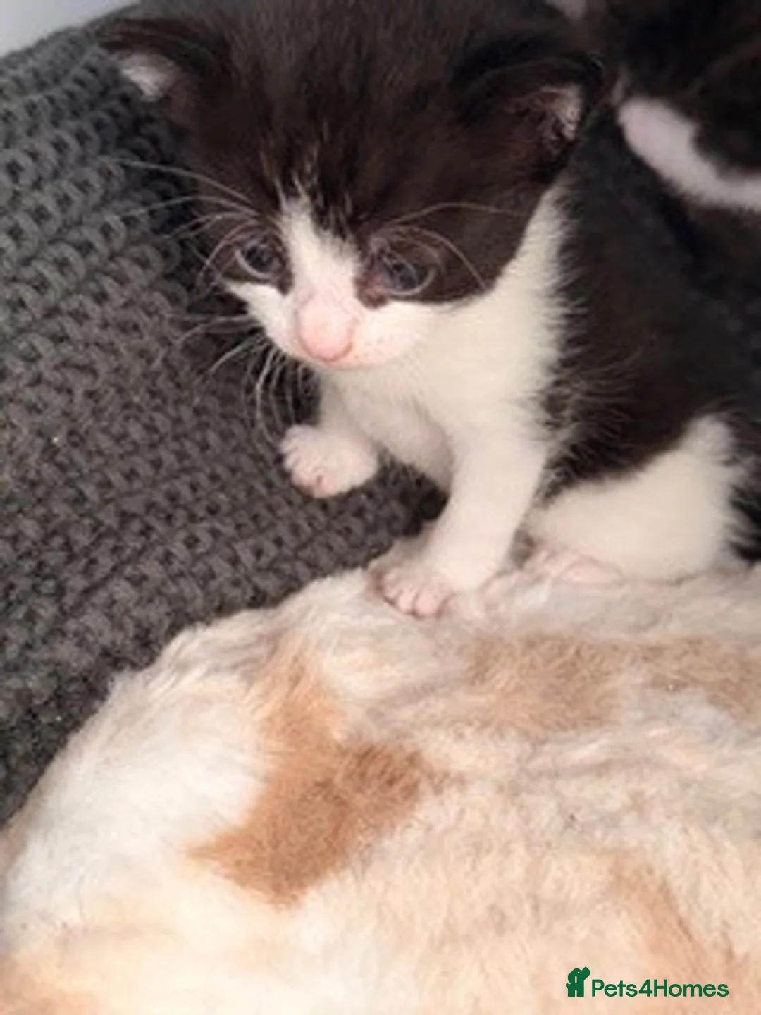 Mixed Breed cats for sale: Gorgeous Tuxedo Female Kitten - Advert 7