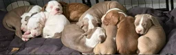 Mixed Breed dogs for sale: Xl bully mixed with red nose - Advert 7