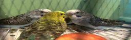 Budgerigars birds for sale: Black face and black wing budgies - Advert 11