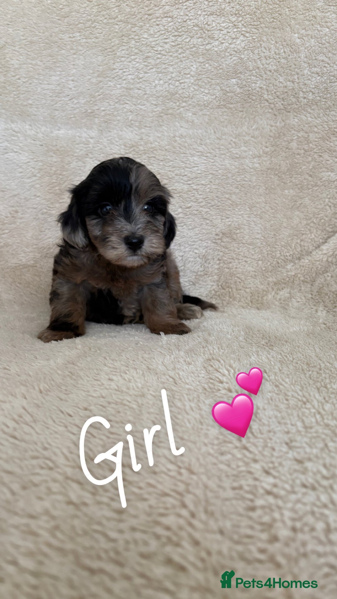 Cockapoo dogs for sale: Cockapoo puppies  - Image 7