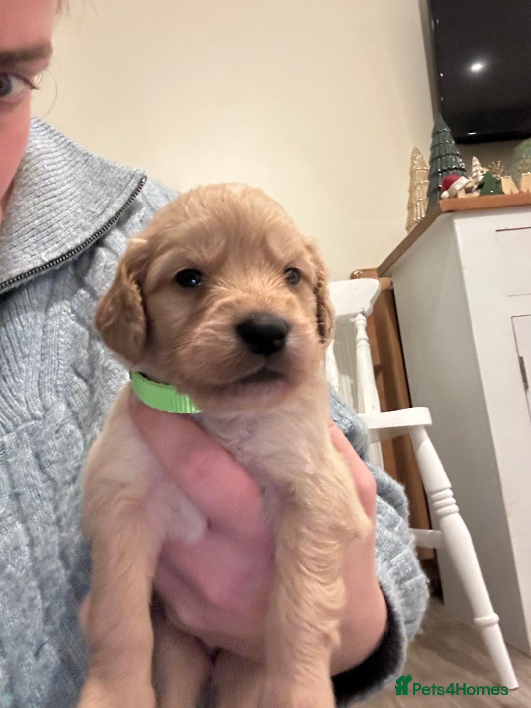 Mixed Breed dogs for sale: Golden Cocker Retriever Puppies  - Advert 4