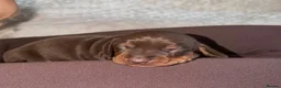 Miniature Dachshund dogs for sale: Two Miniature Dachshund Boys 🩵🐾 - Advert 11