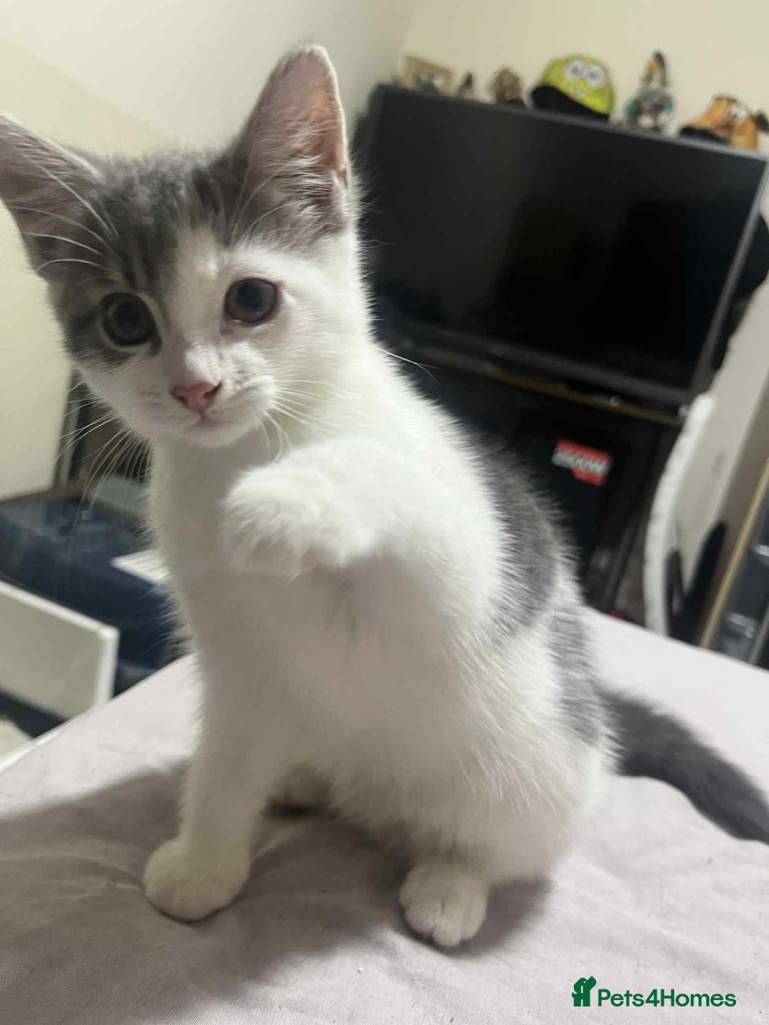 Domestic Shorthair cats for sale: Domestic shorthair tabbys  - Advert 14