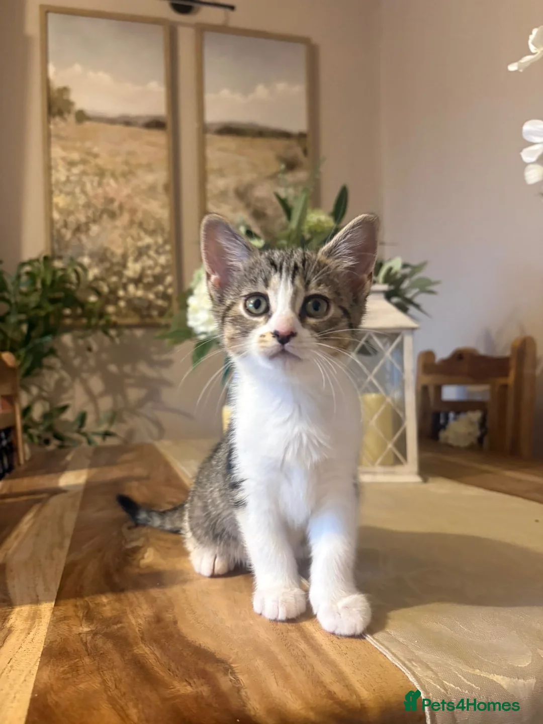 Domestic Shorthair cats for sale: Gorgeous kitten- LAST ONE LEFT OF LITTER  - Advert 4