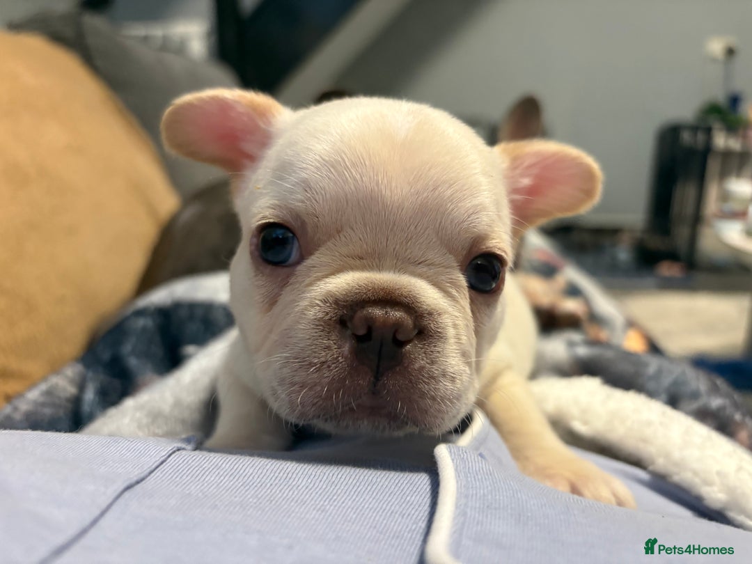 French Bulldog dogs for sale: REDUCED Ready to leave Kc reg Frenchie🐾 - Advert 25