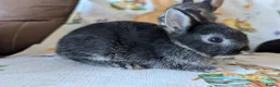 Netherland Dwarf rabbits for sale: Netherland dwarf rabbits - Advert 16