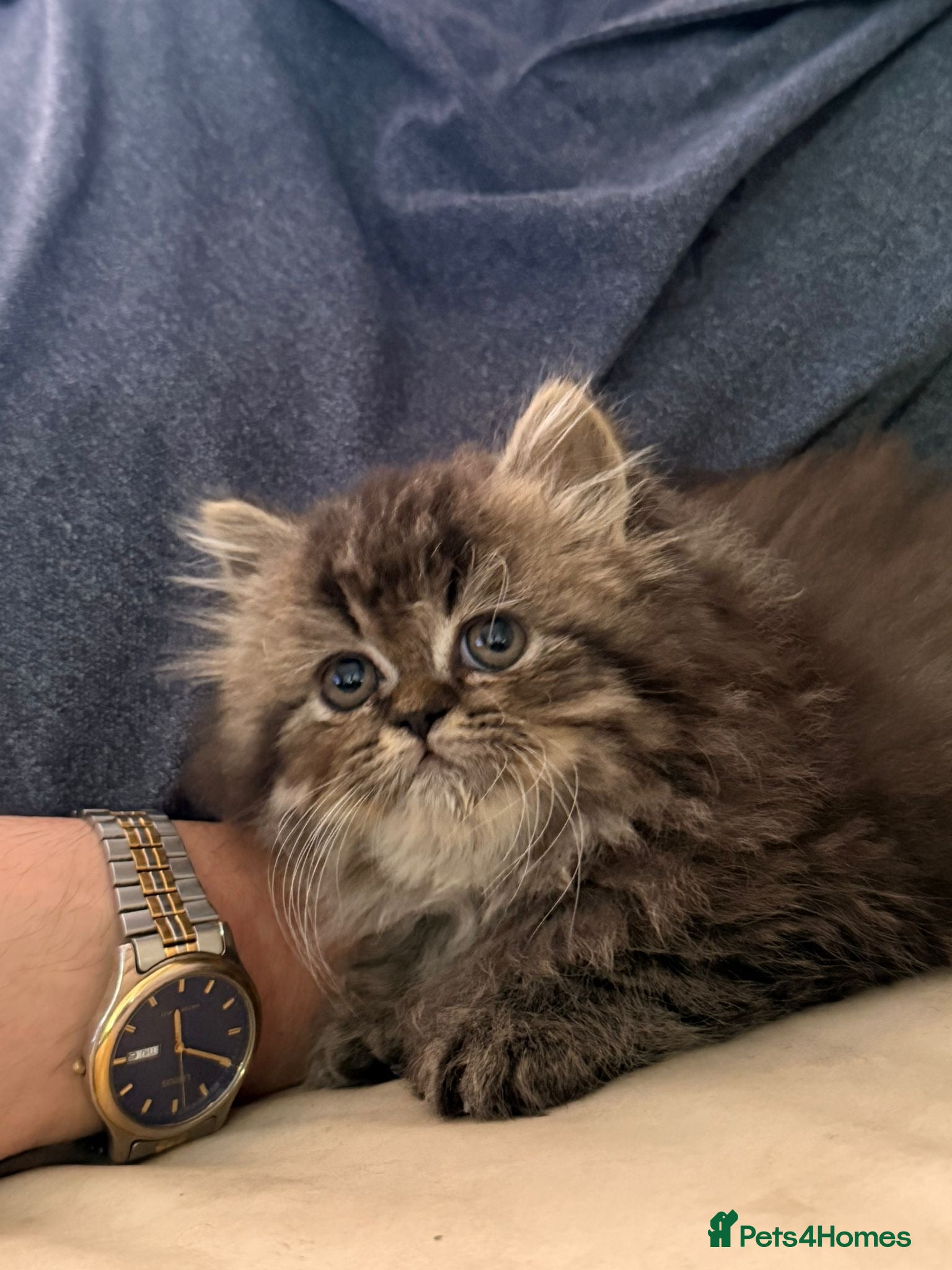 Persian cats for sale: Persian chinchilla  - Advert 5