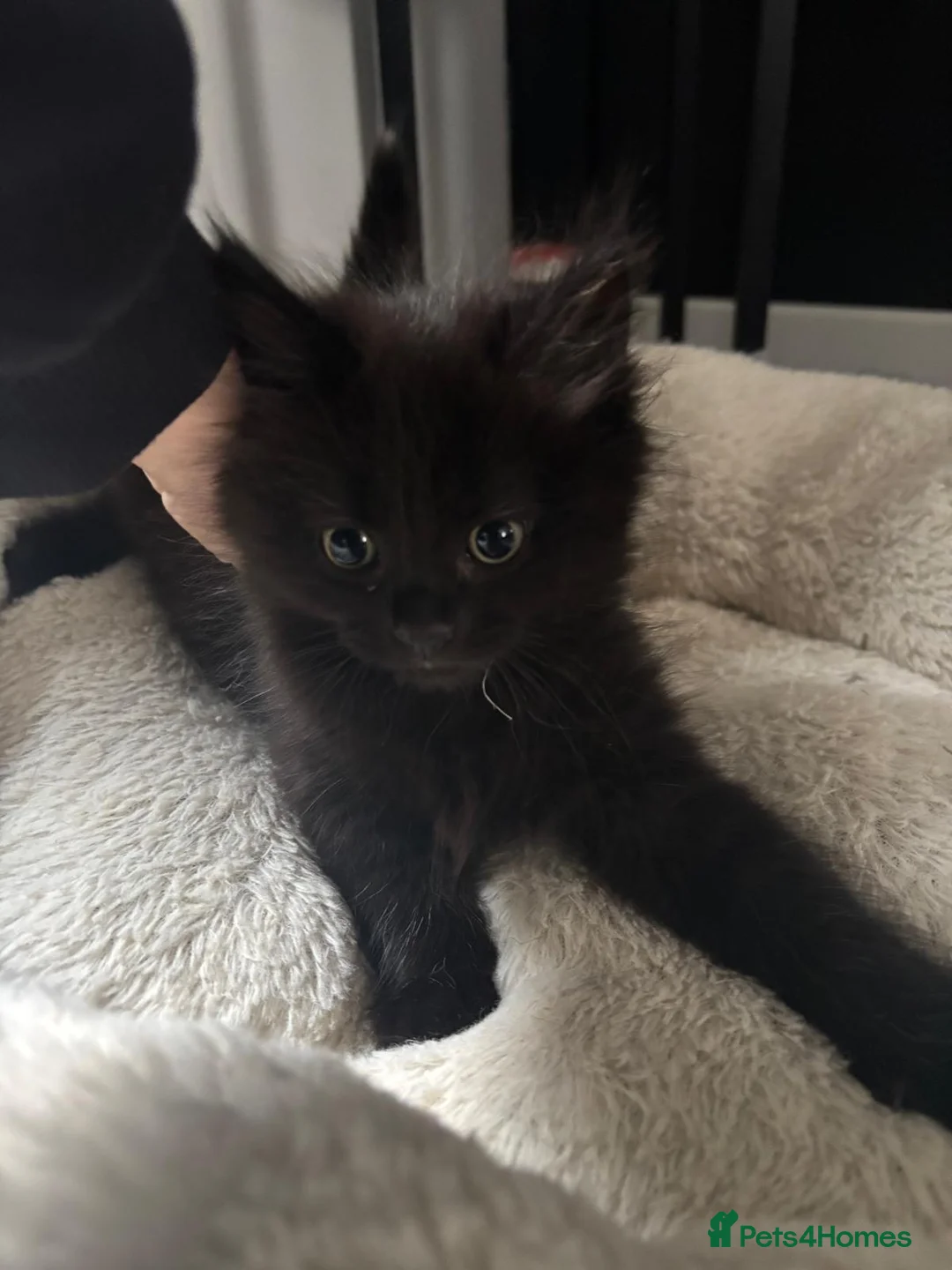 Mixed Breed cats for sale: Two boys.  in Southampton - Advert 2