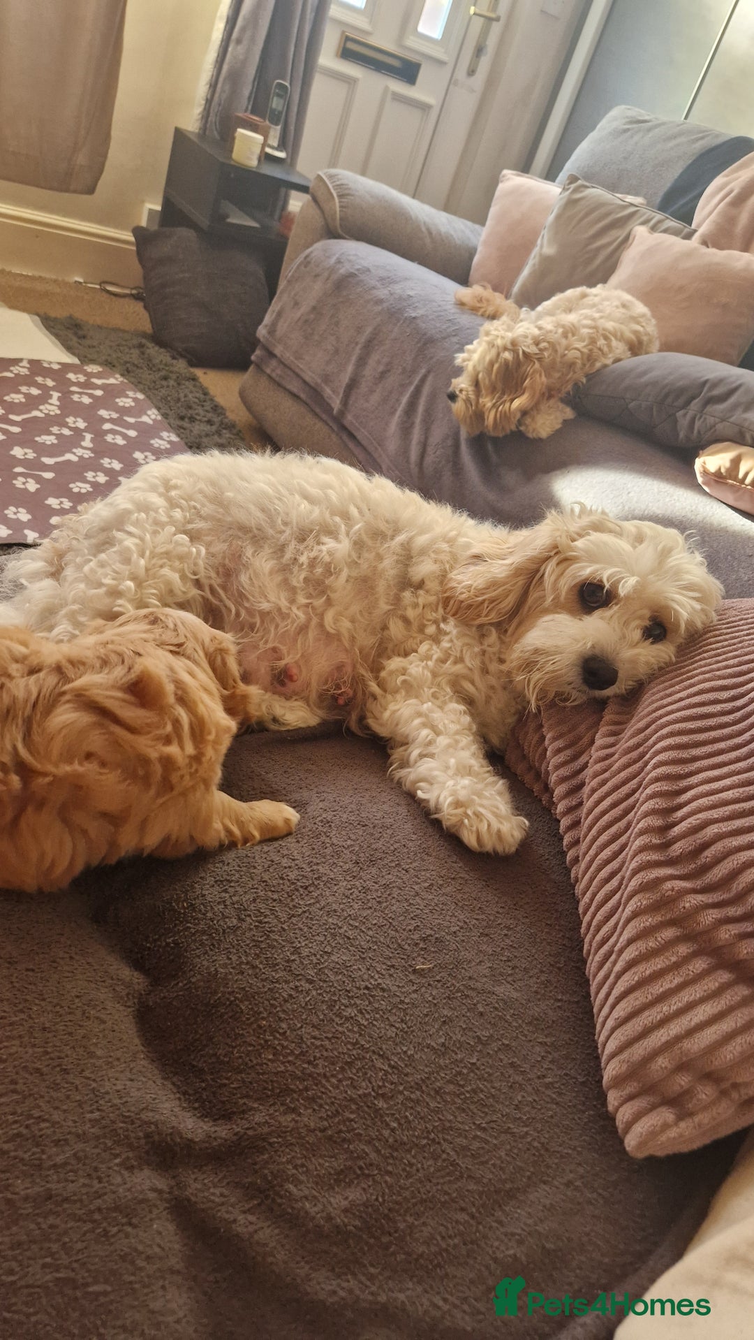 Cavachon dogs for sale: Cavachon - Image 5