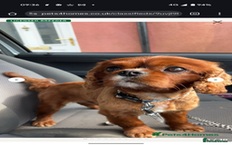 Cavalier King Charles Spaniel dogs for sale: 2 Stunning Girls - Image 8