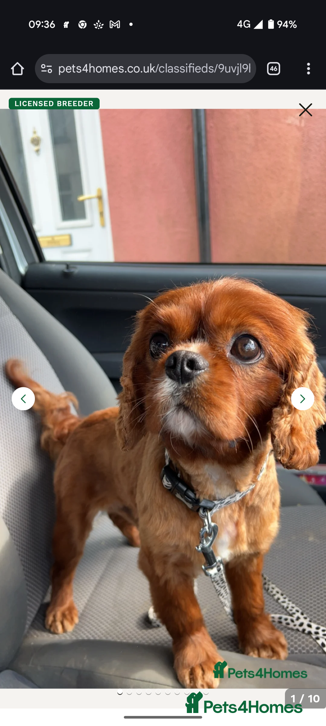 Cavalier King Charles Spaniel dogs for sale: 2 Stunning Girls - Image 8